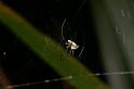 Leucage_granulata_D7696_Z_87_The Gap_Australie